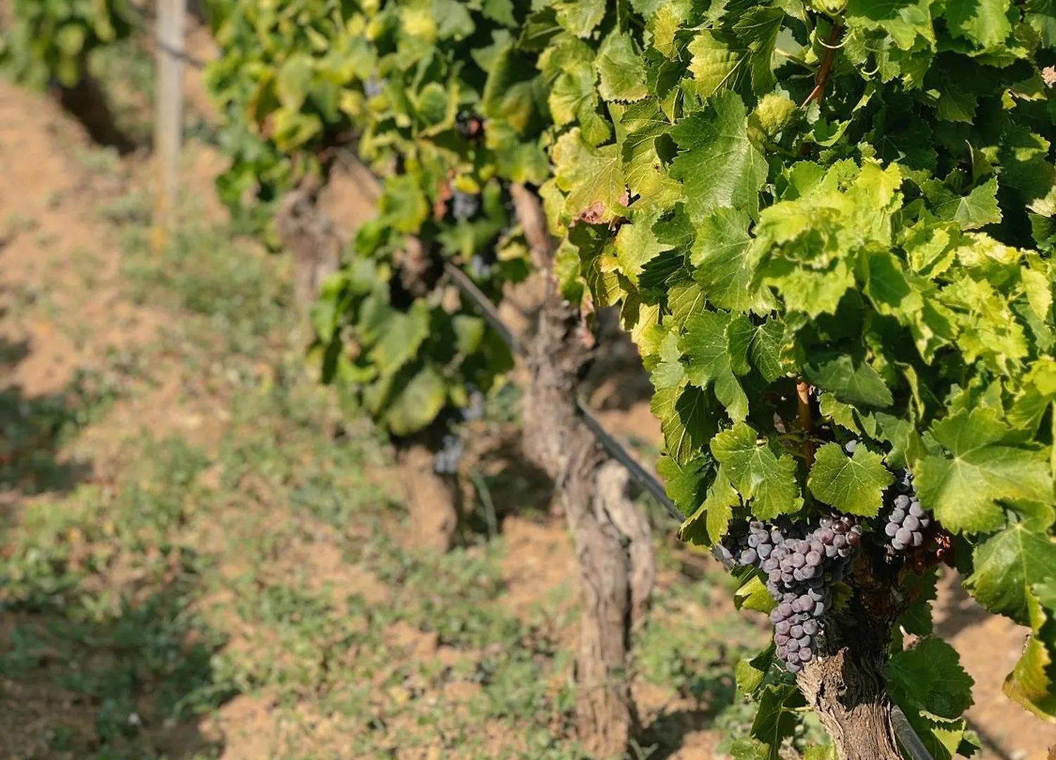 Casa Di Campagna 'Sa Vinzedda' Galtellì Casa vacanze