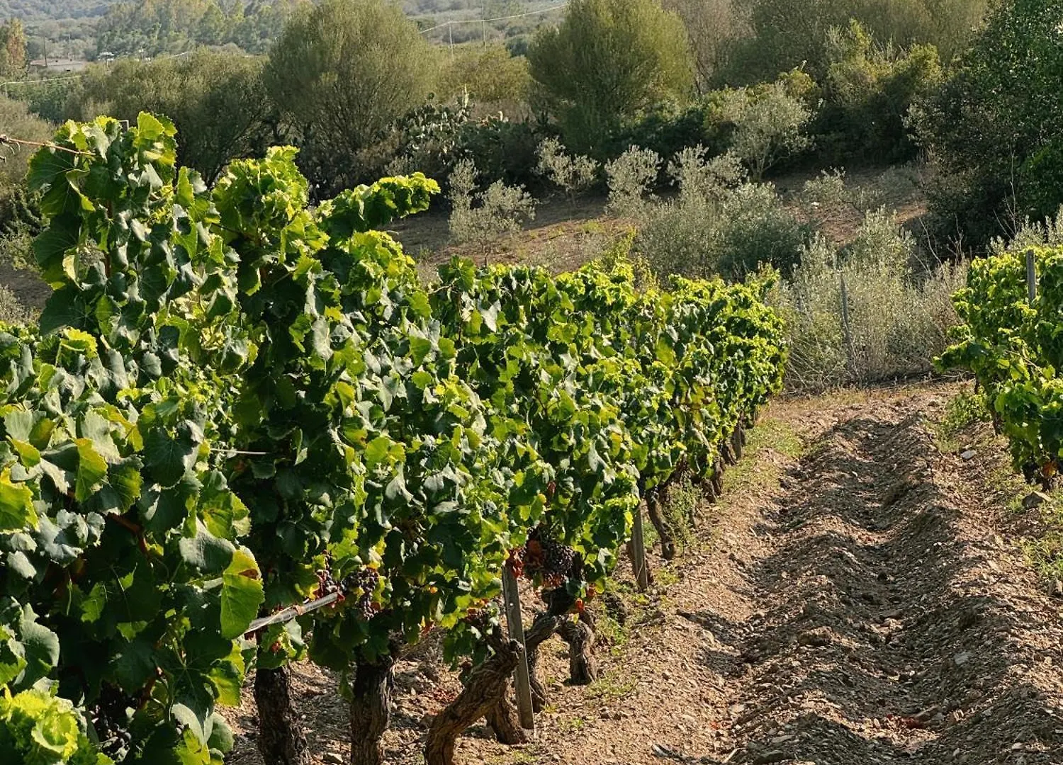 Casa vacanze Casa Di Campagna 'Sa Vinzedda' Galtellì