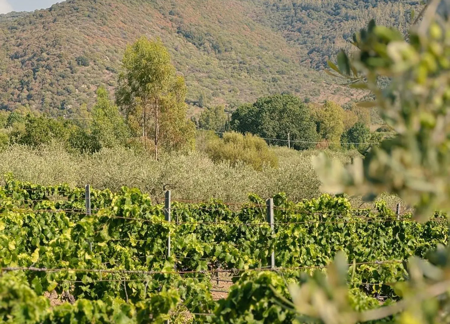 Holiday home Casa Di Campagna 'Sa Vinzedda' Galtelli Italy