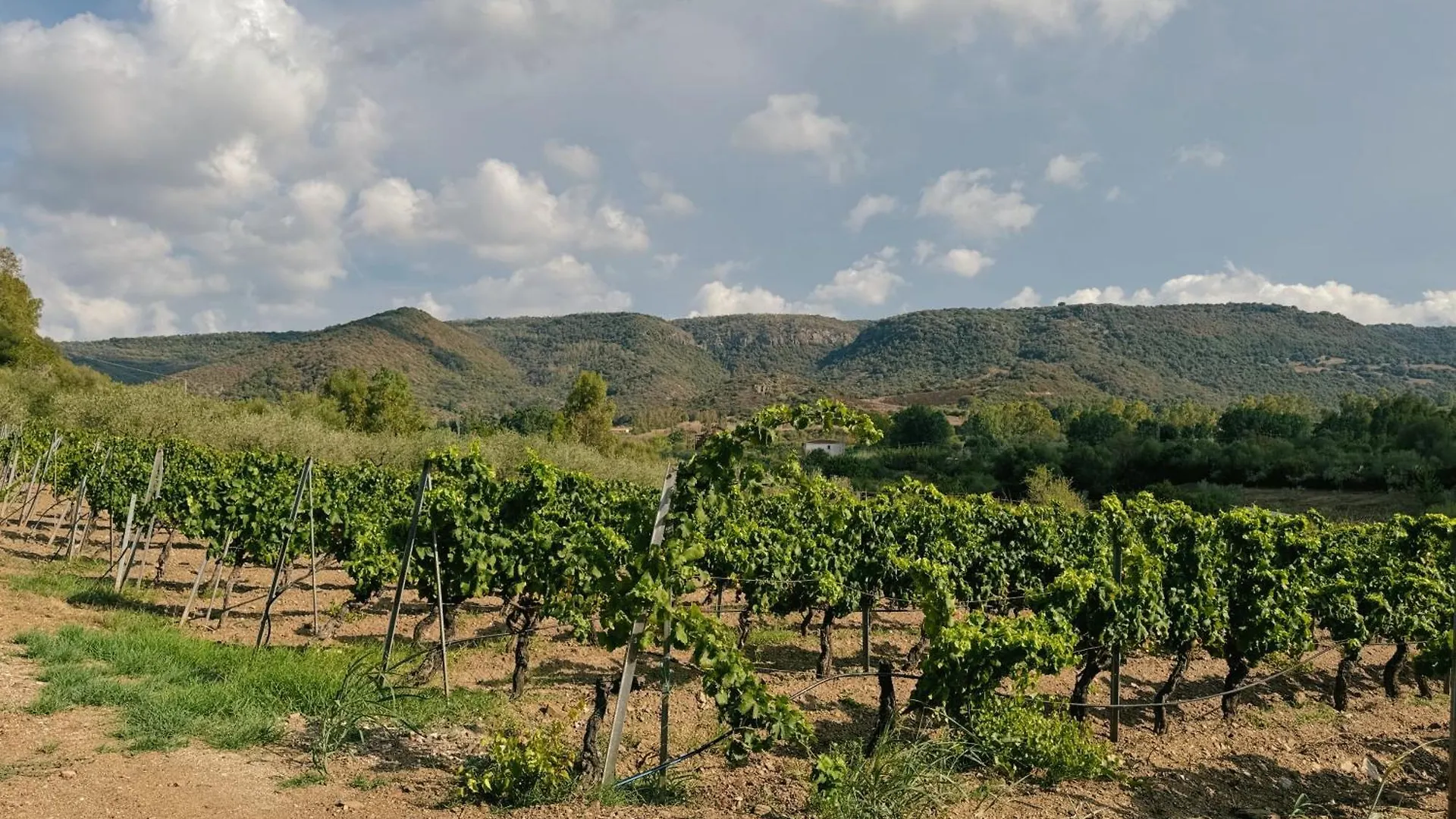 Casa Di Campagna 'Sa Vinzedda' Galtelli Holiday home